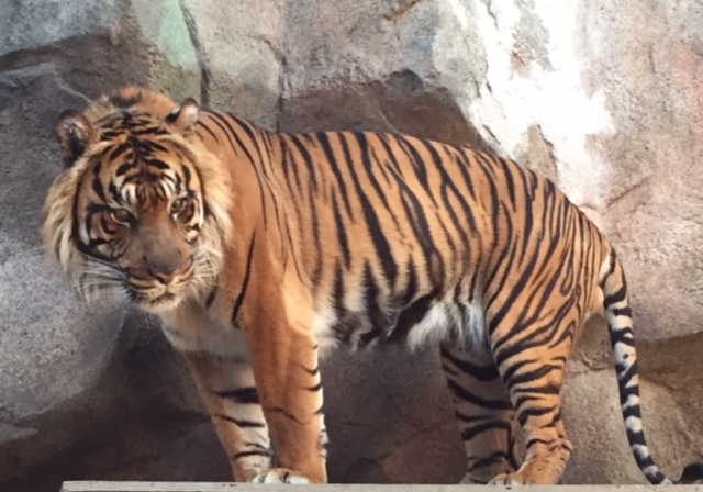 Heran the Sumatran tiger